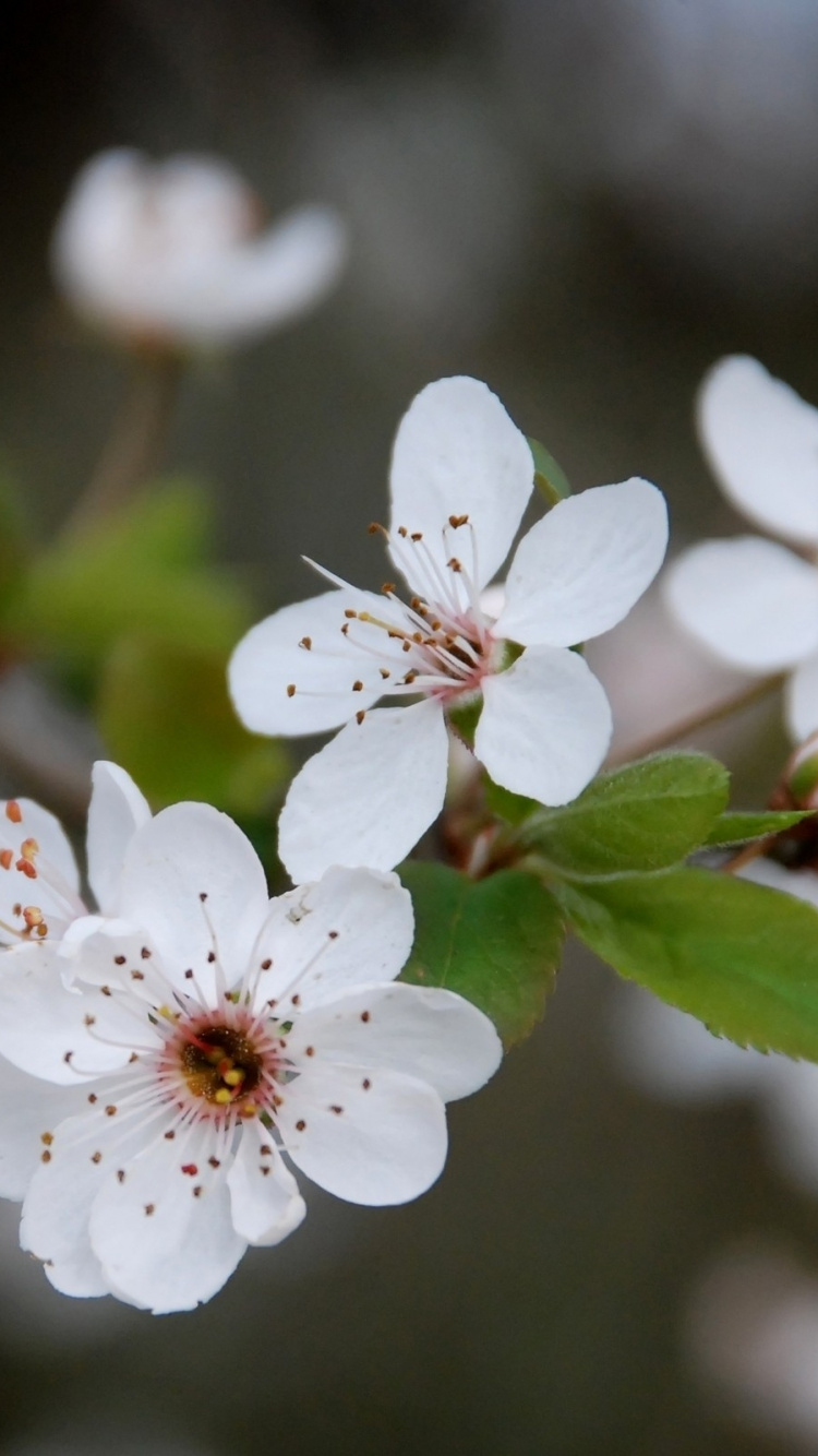 White Cherry Blossom in Close up Photography. Wallpaper in 750x1334 Resolution