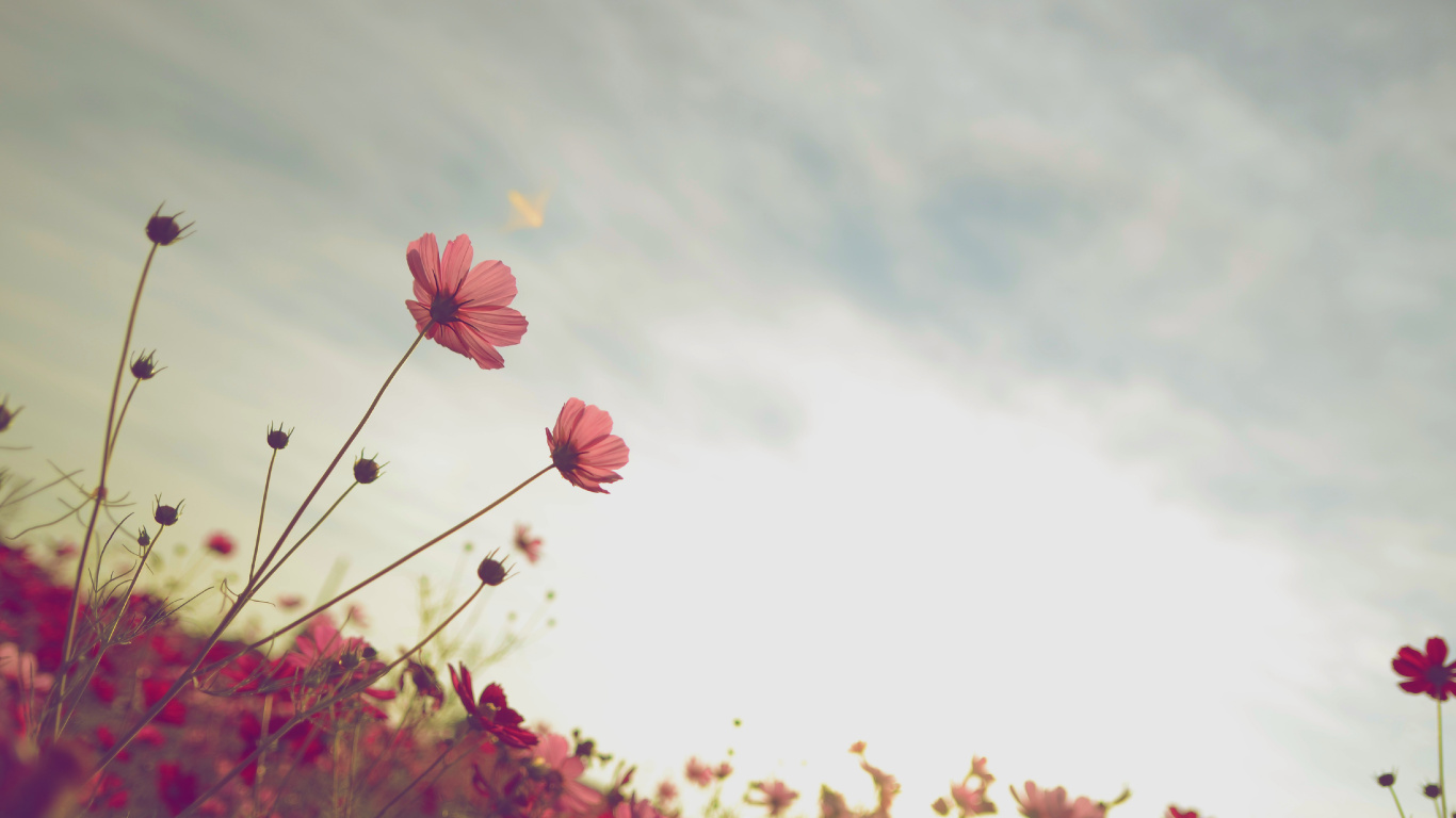 Rosa Blüten Unter Weißen Wolken Tagsüber. Wallpaper in 1366x768 Resolution