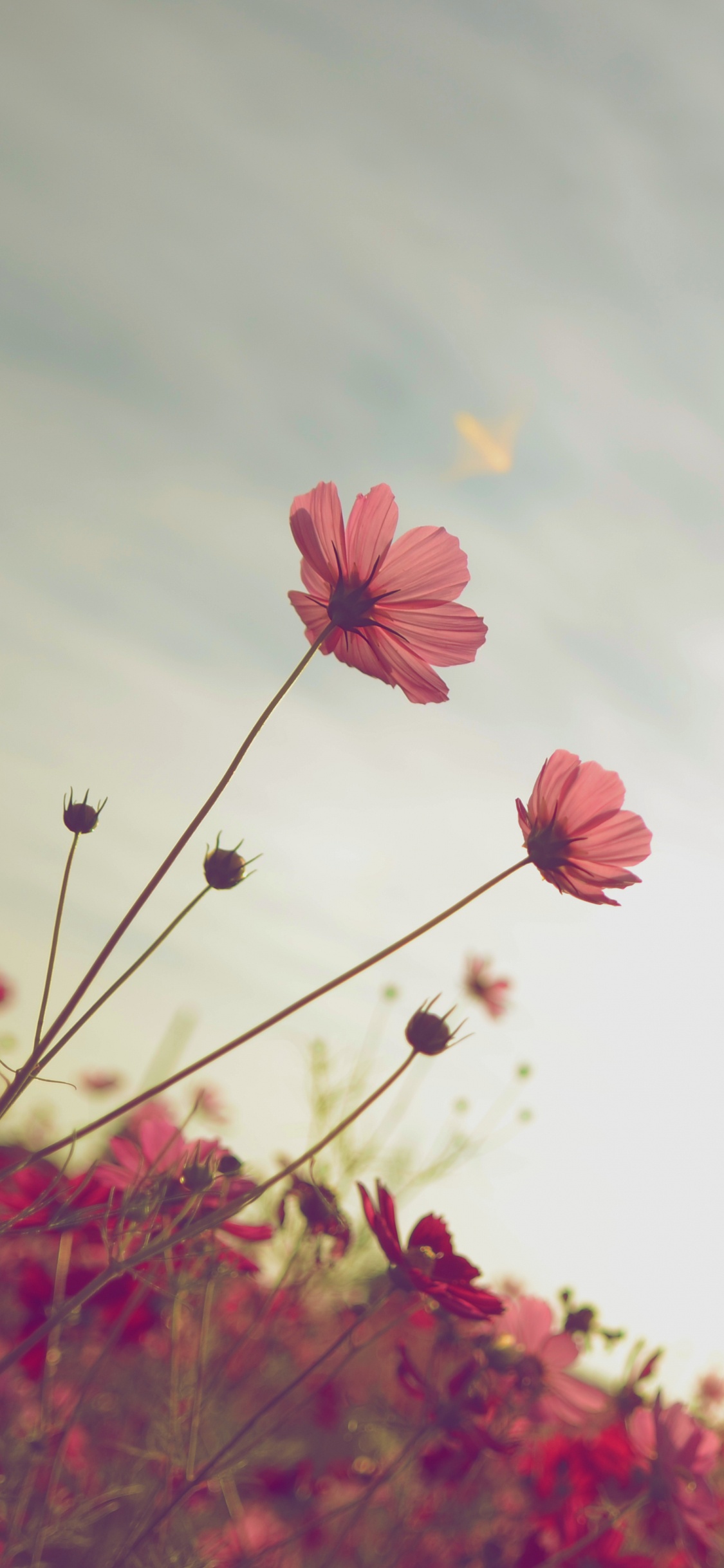 Pink Flowers Under White Clouds During Daytime. Wallpaper in 1125x2436 Resolution