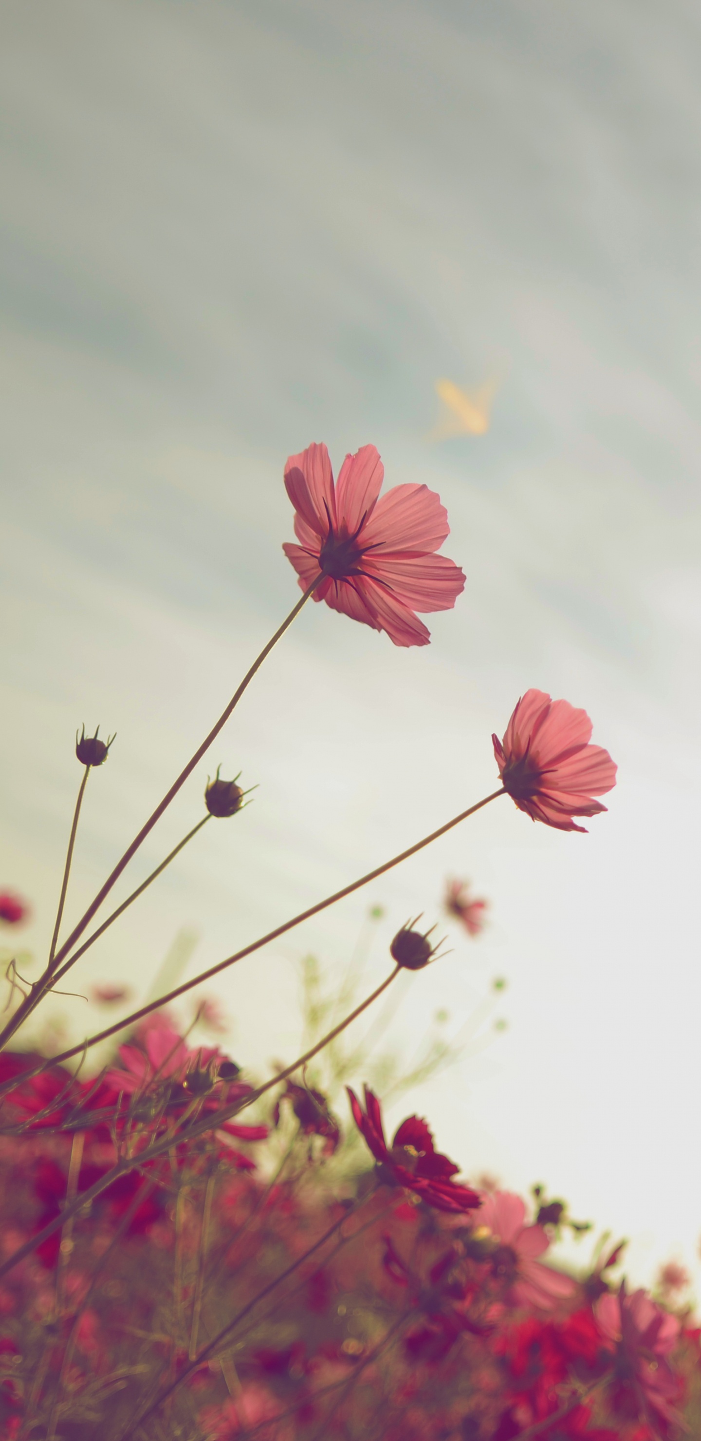 Pink Flowers Under White Clouds During Daytime. Wallpaper in 1440x2960 Resolution