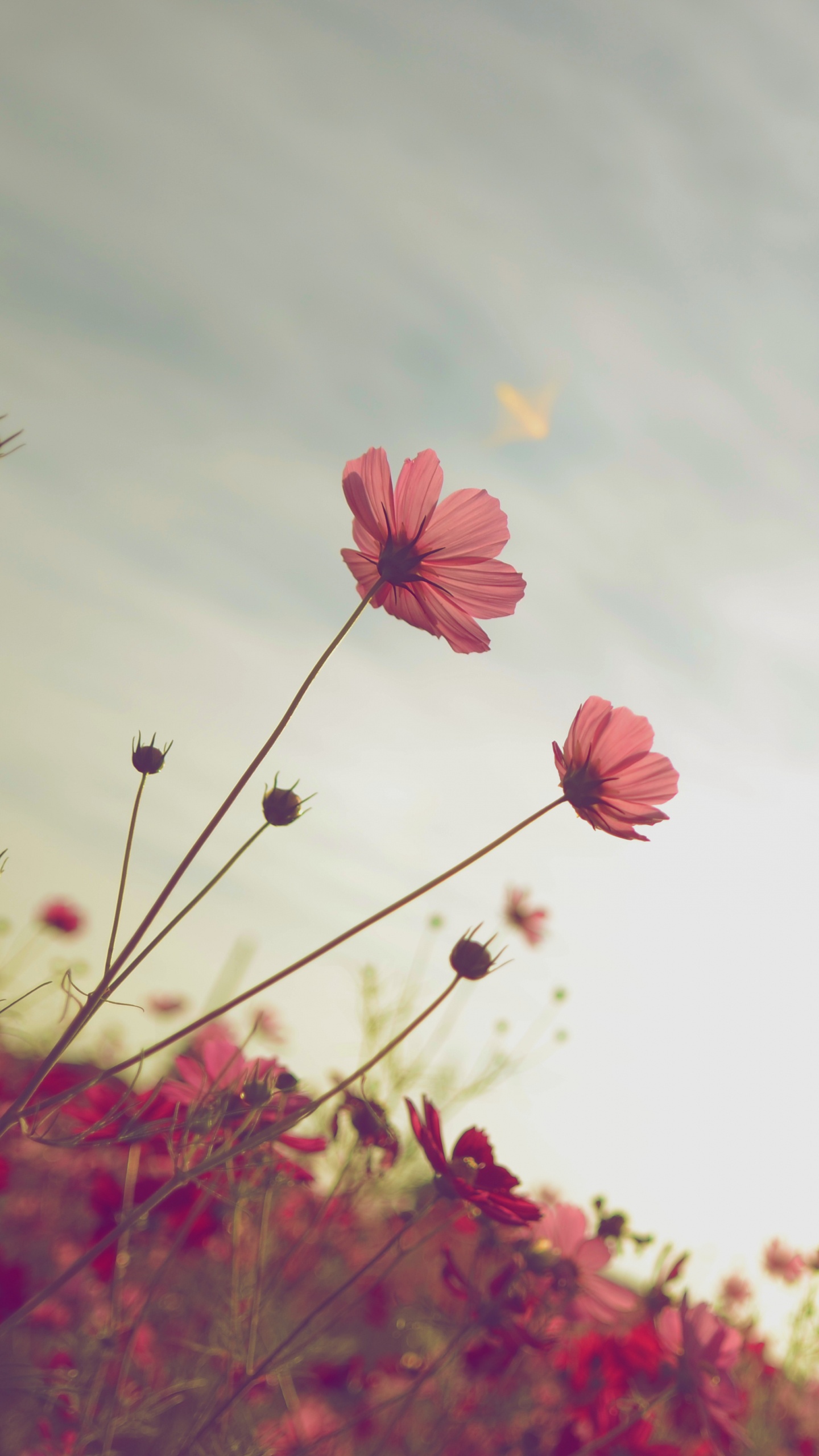 Fleurs Roses Sous Des Nuages Blancs Pendant la Journée. Wallpaper in 1440x2560 Resolution