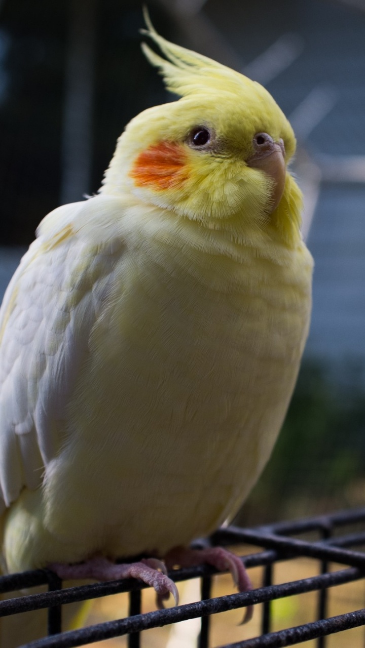 Pájaro Blanco y Amarillo en Jaula de Metal Negro. Wallpaper in 720x1280 Resolution