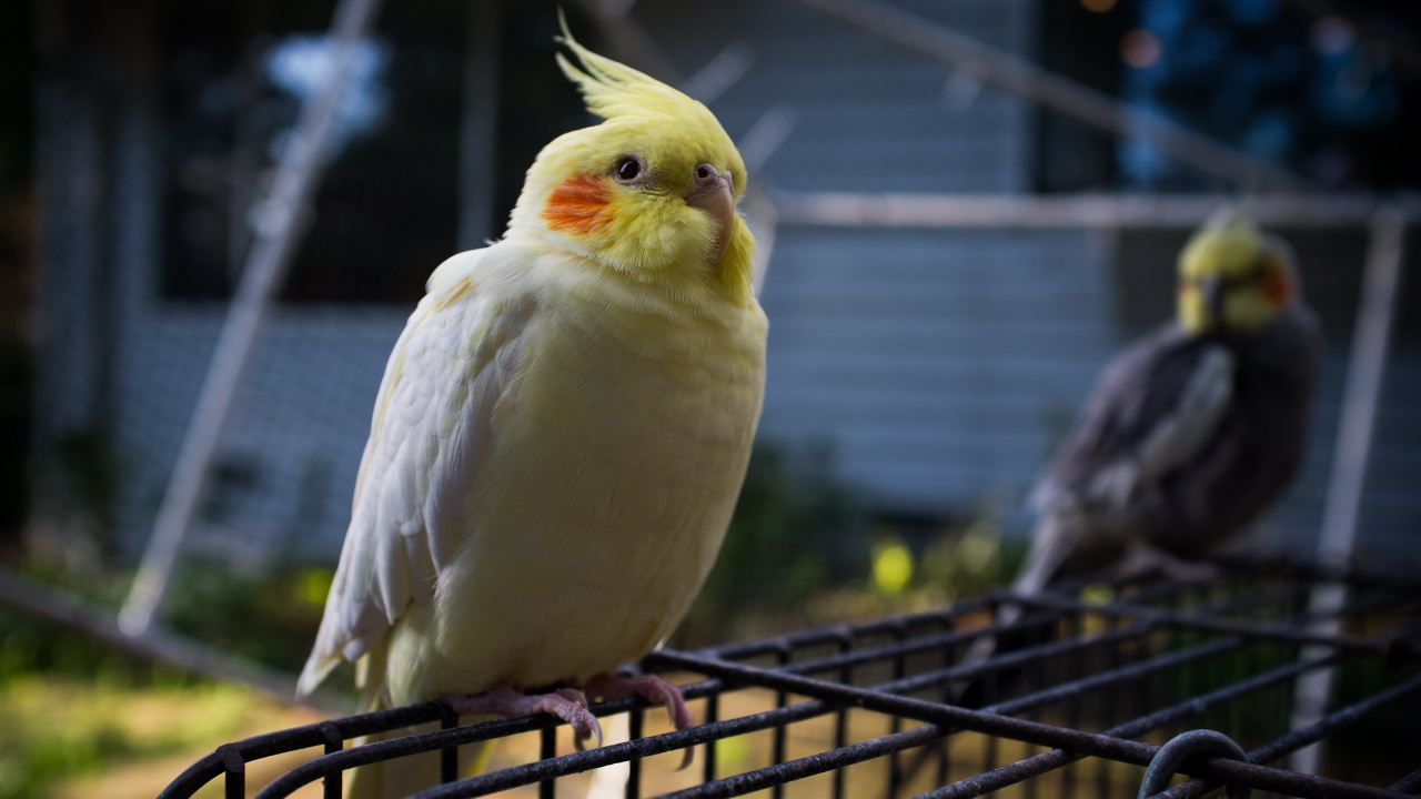 Oiseau Blanc et Jaune Sur Cage en Métal Noir. Wallpaper in 1280x720 Resolution