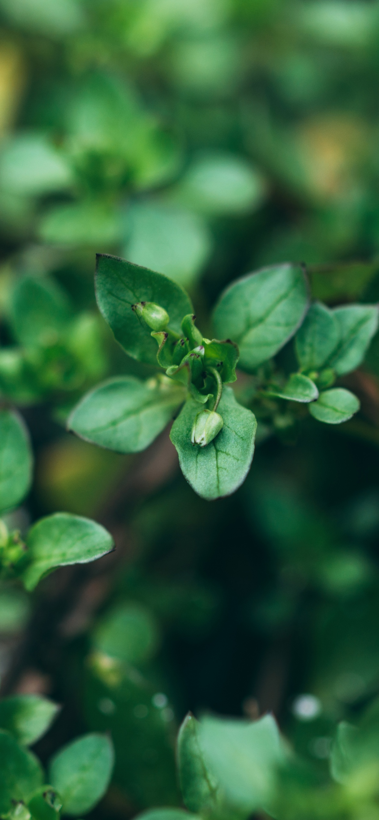 Green Plant in Macro Shot. Wallpaper in 1242x2688 Resolution