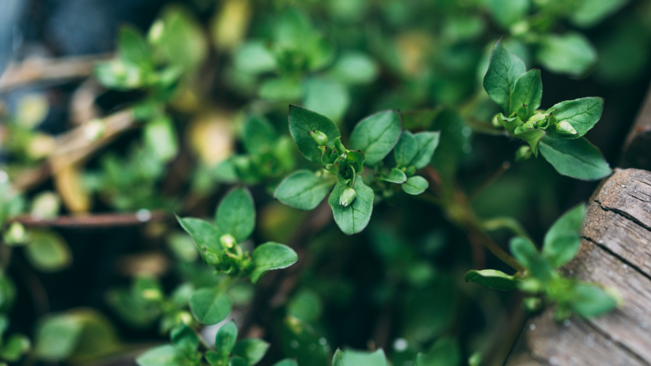 Green Plant in Macro Shot. Wallpaper in 1280x720 Resolution