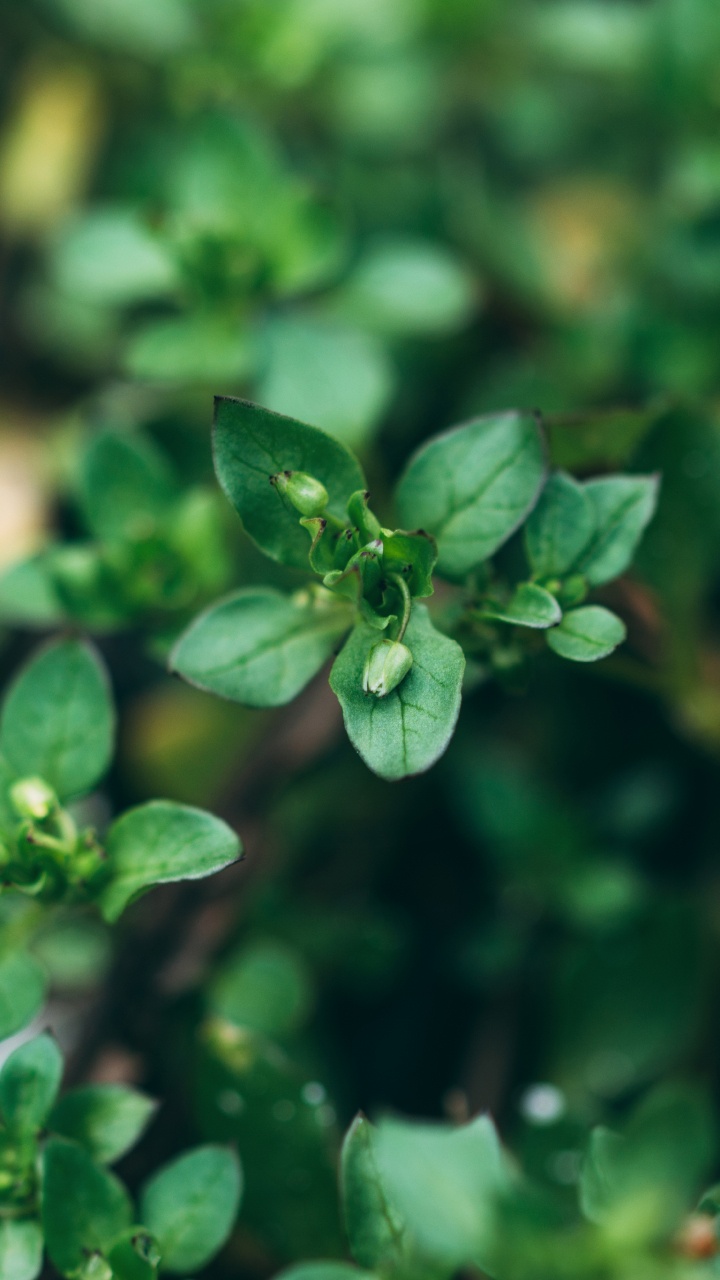 Green Plant in Macro Shot. Wallpaper in 720x1280 Resolution