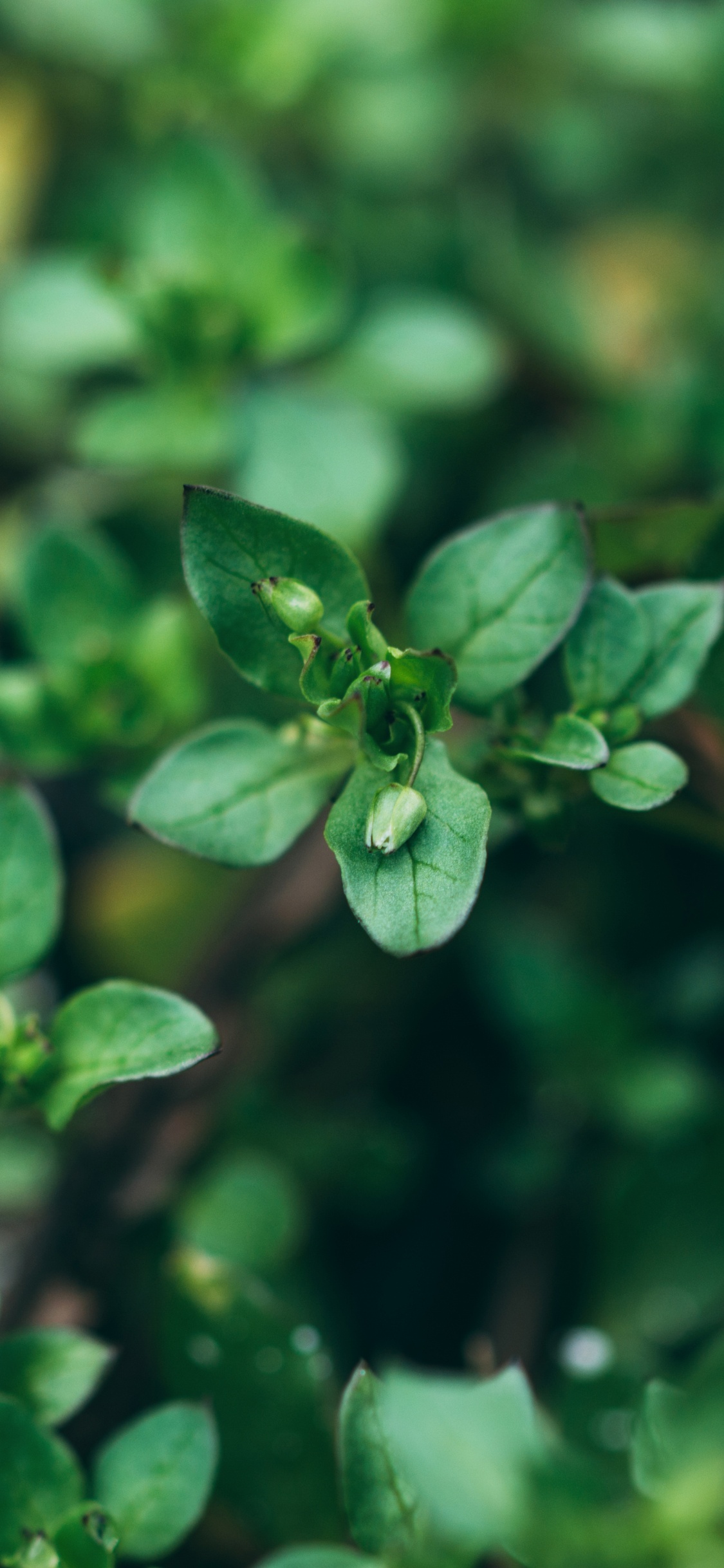 Planta Verde en Macro Shot. Wallpaper in 1125x2436 Resolution