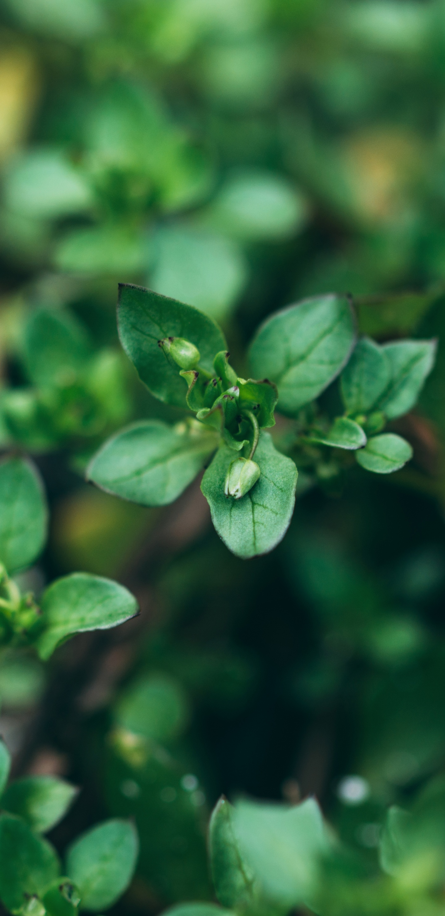 Planta Verde en Macro Shot. Wallpaper in 1440x2960 Resolution