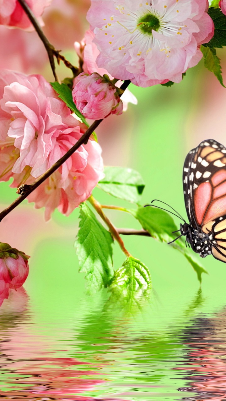 Black and White Butterfly on Pink Flower. Wallpaper in 720x1280 Resolution