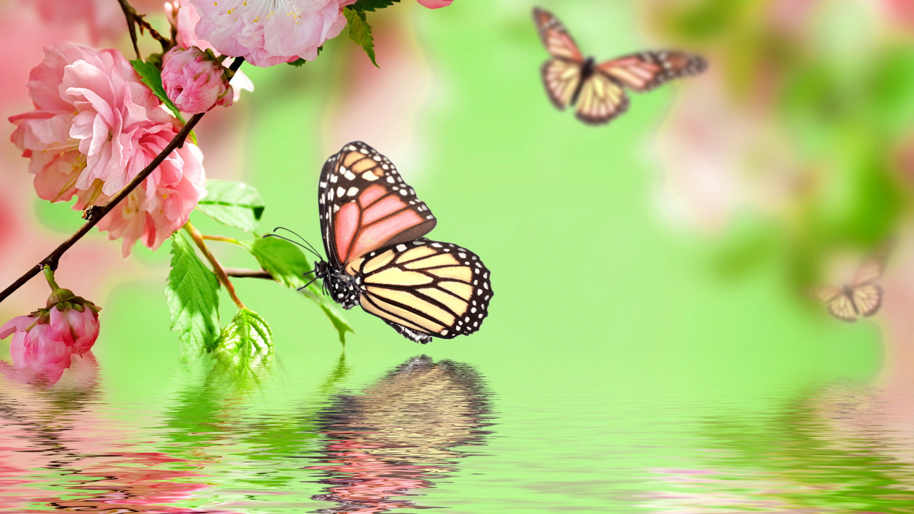 Schwarz-weißer Schmetterling Auf Rosa Blume. Wallpaper in 1280x720 Resolution