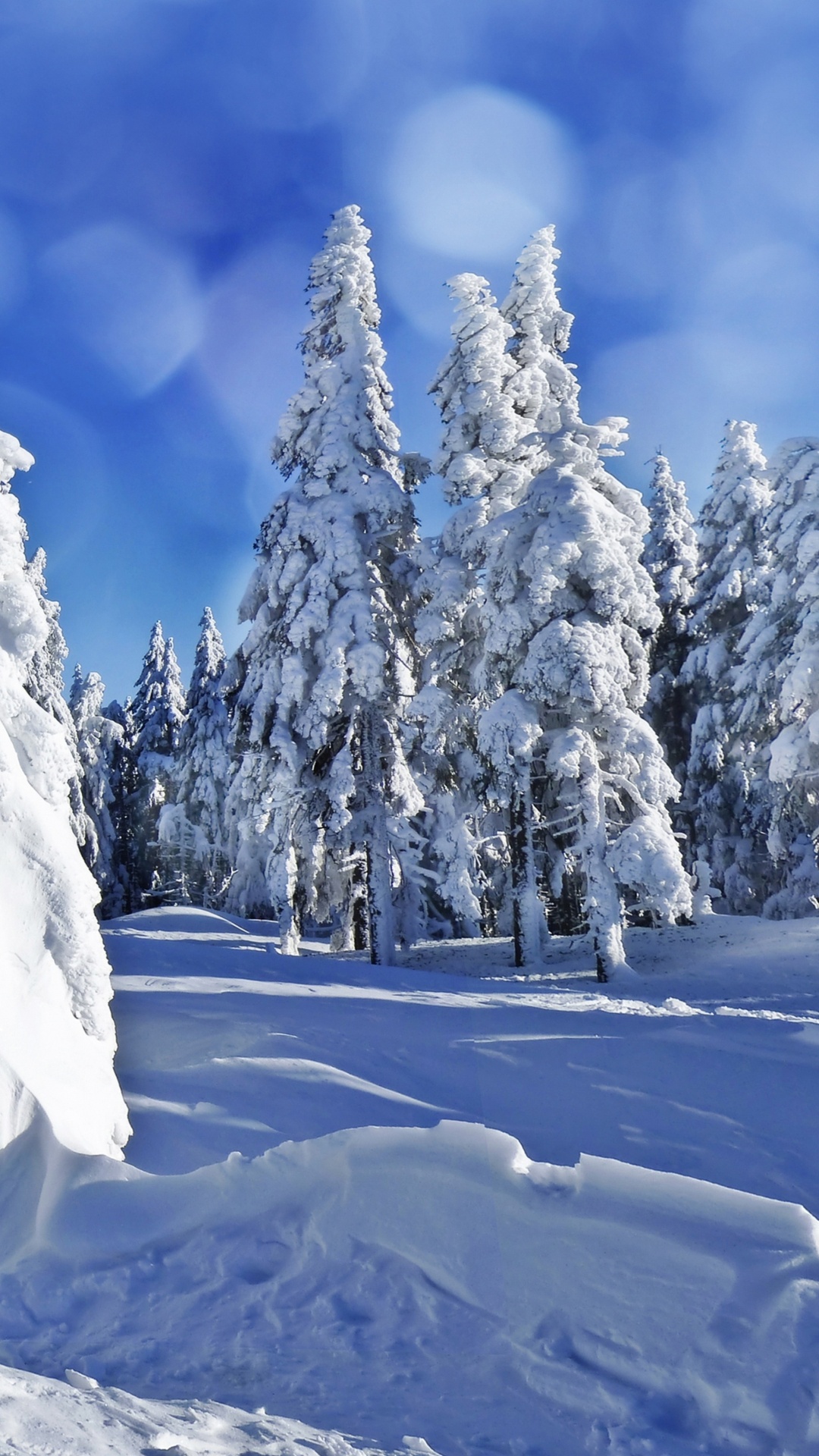 Arbres Couverts de Neige Sous Ciel Bleu Pendant la Journée. Wallpaper in 1080x1920 Resolution