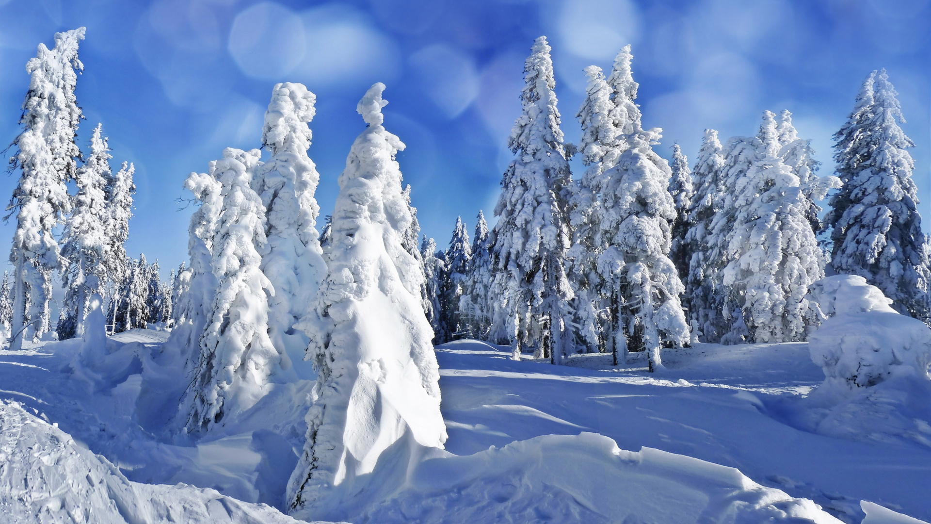 Árboles Cubiertos de Nieve Bajo un Cielo Azul Durante el Día. Wallpaper in 1920x1080 Resolution