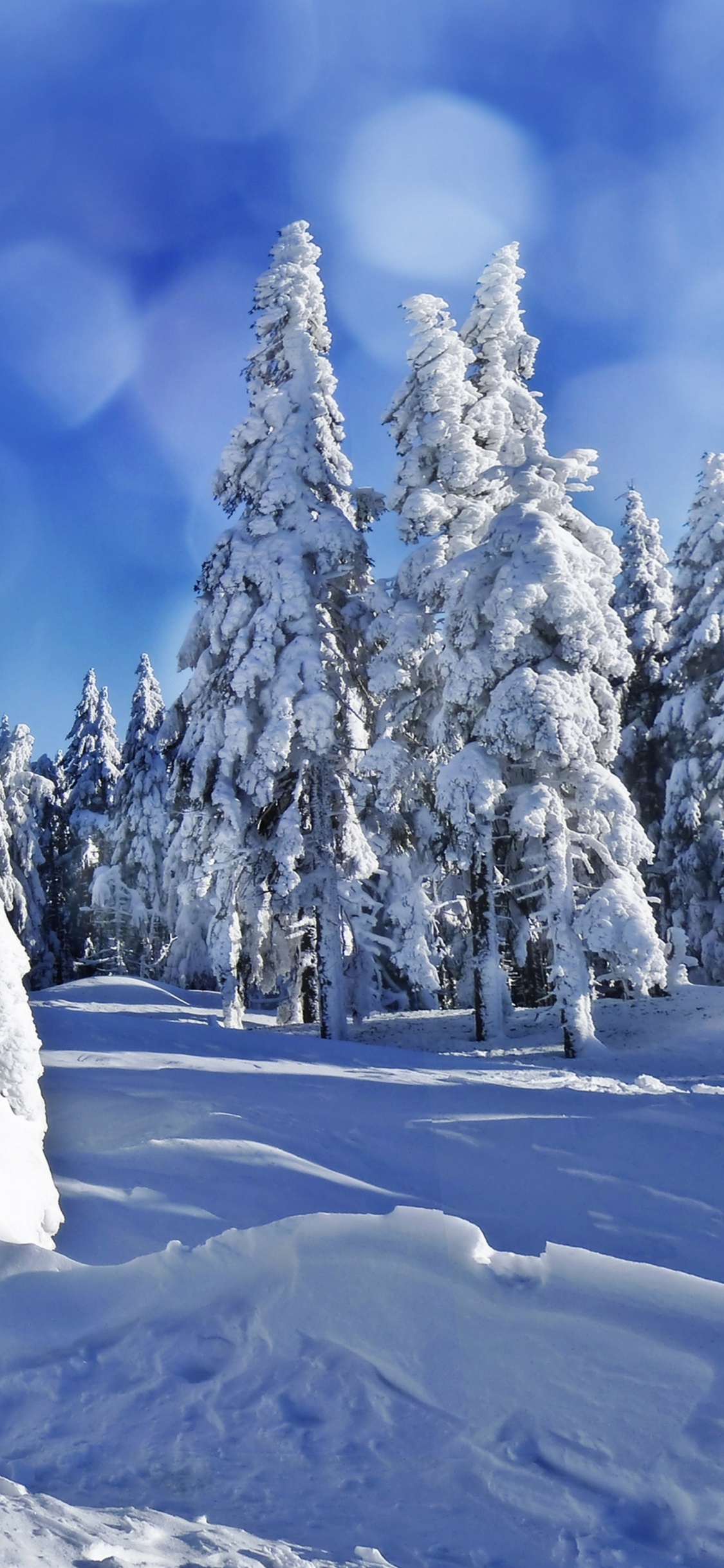 Snow Covered Trees Under Blue Sky During Daytime. Wallpaper in 1125x2436 Resolution