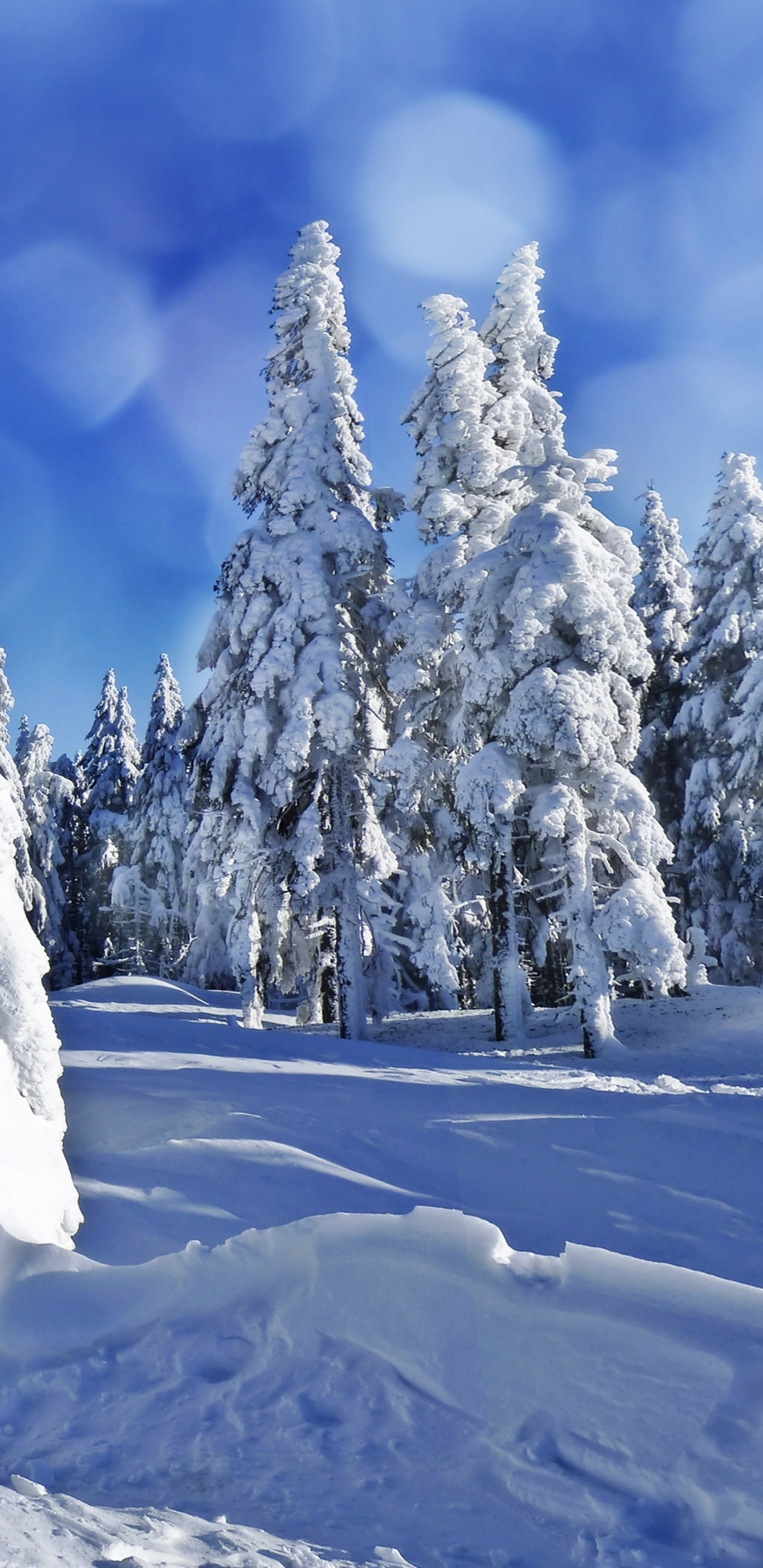 Snow Covered Trees Under Blue Sky During Daytime. Wallpaper in 1440x2960 Resolution
