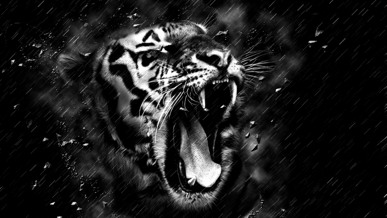 Tigre, Tigre Blanco, Tigre de Bengala, Rugido, Negro. Wallpaper in 1280x720 Resolution