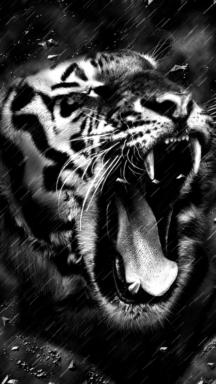 Tigre, Tigre Blanco, Tigre de Bengala, Rugido, Negro. Wallpaper in 720x1280 Resolution