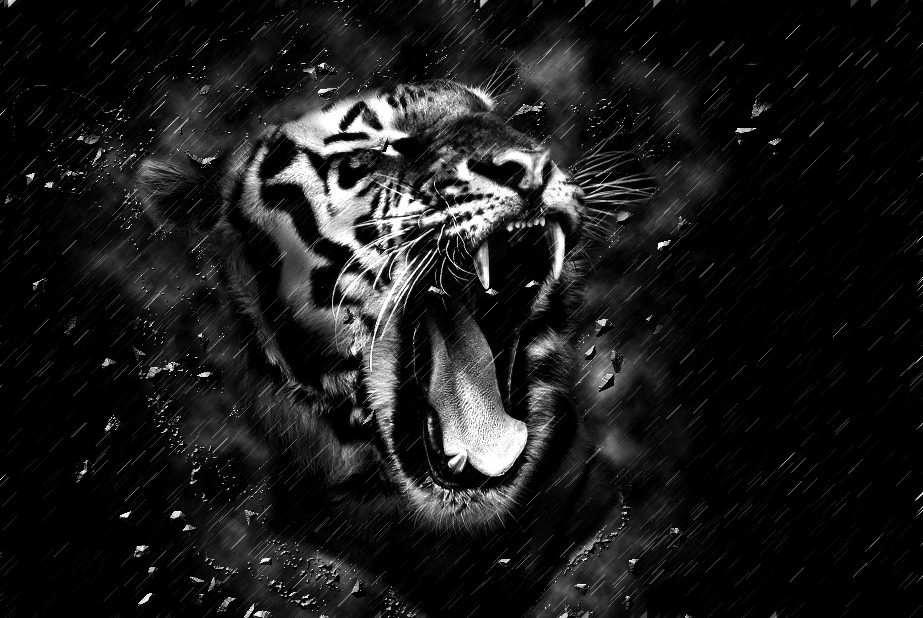 Black Tiger Wallpapers  Top Free Black Tiger Backgrounds  WallpaperAccess
