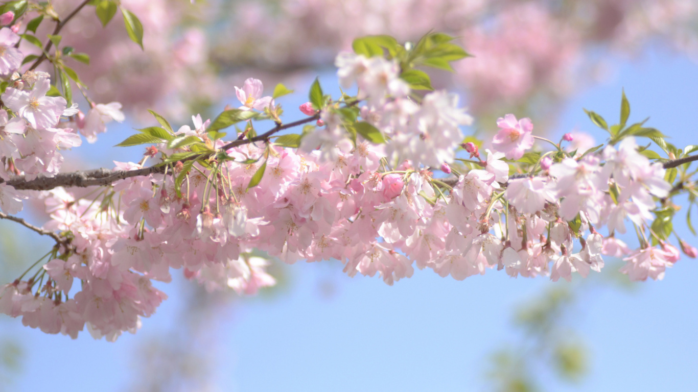 Long, Printemps, Pétale, Rameau, Pink. Wallpaper in 1366x768 Resolution