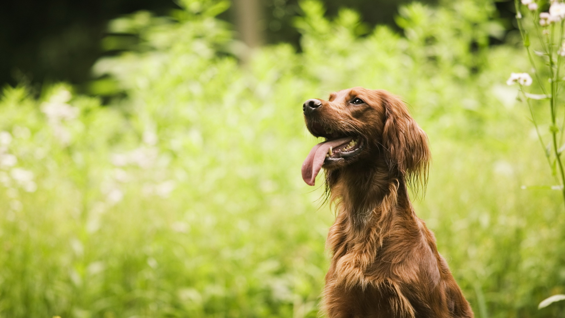 Brown Long Coated Dog on Green Grass During Daytime. Wallpaper in 1920x1080 Resolution