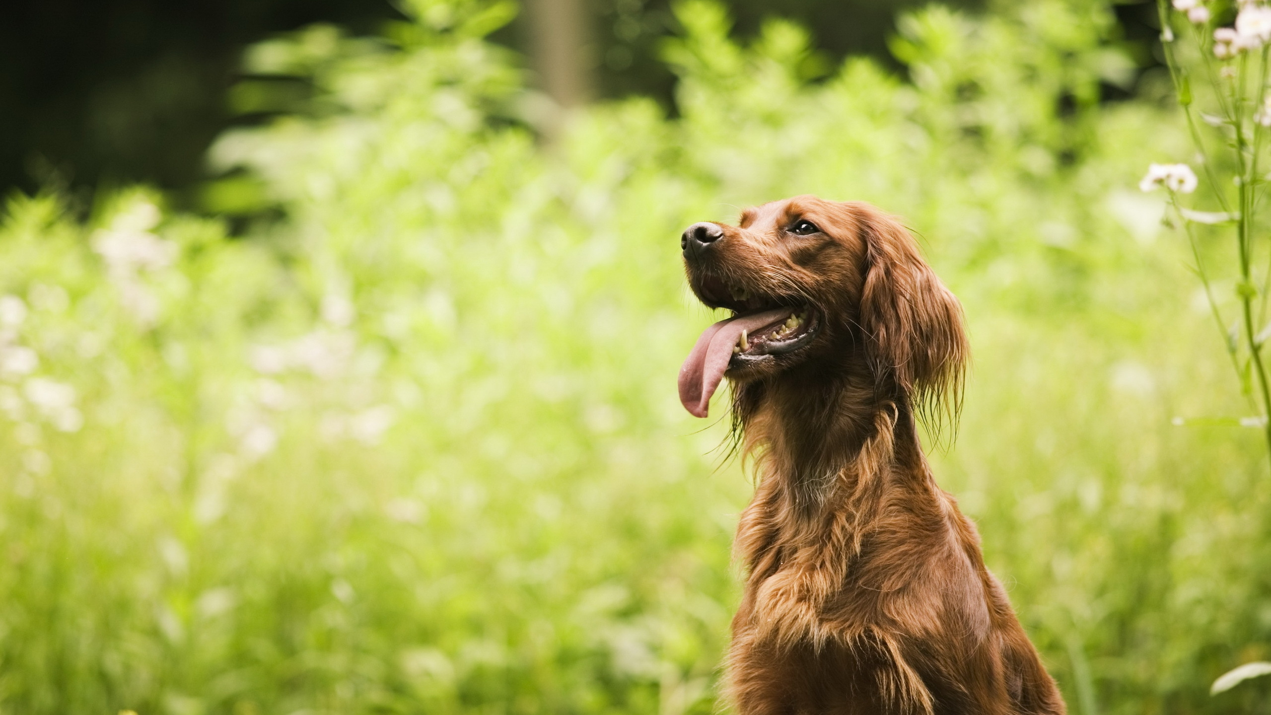 Brown Long Coated Dog on Green Grass During Daytime. Wallpaper in 2560x1440 Resolution
