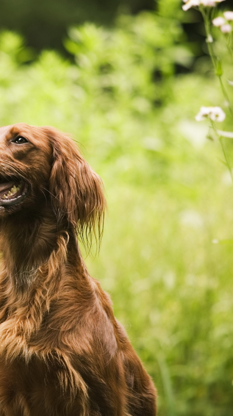 Chien à Poil Long Brun Sur L'herbe Verte Pendant la Journée. Wallpaper in 750x1334 Resolution