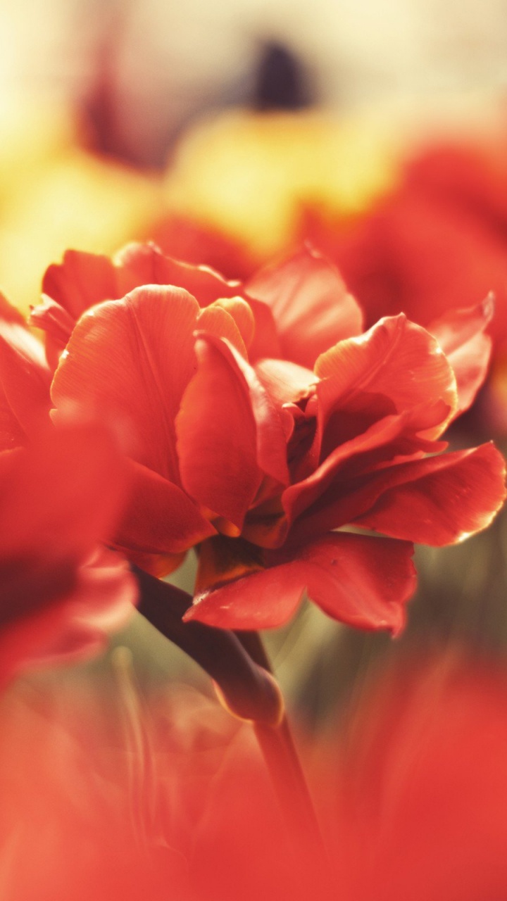 Fleur Rouge Dans L'objectif à Basculement. Wallpaper in 720x1280 Resolution