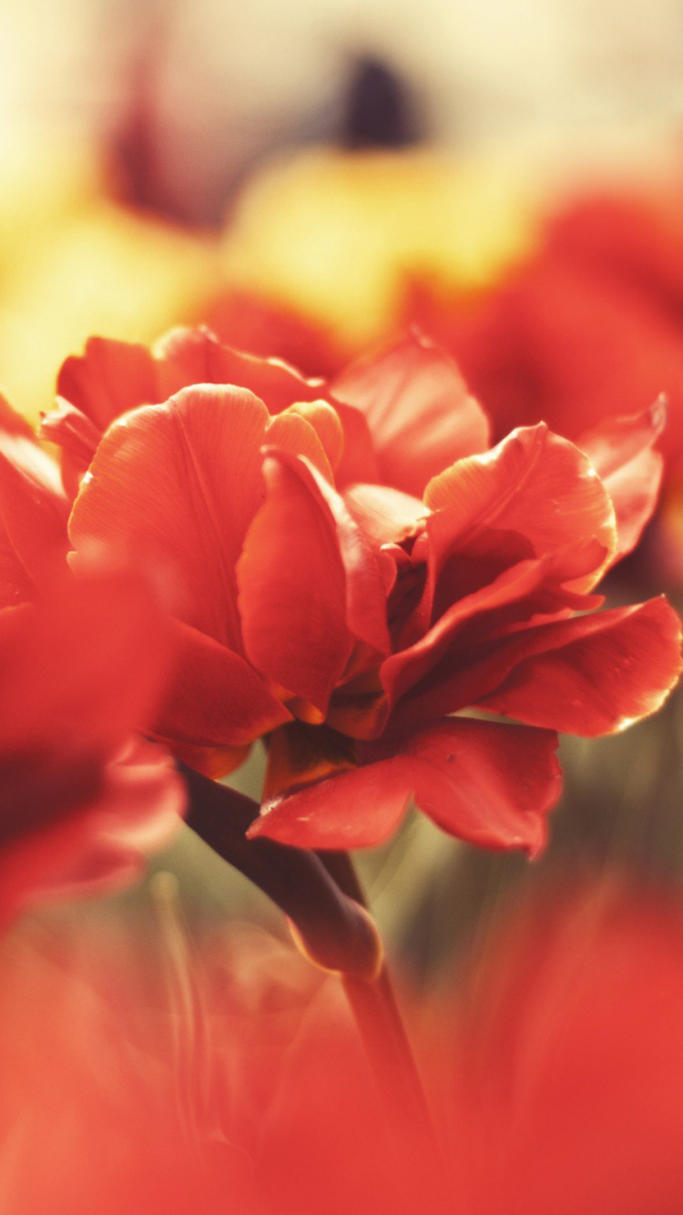 Fleur Rouge Dans L'objectif à Basculement. Wallpaper in 750x1334 Resolution