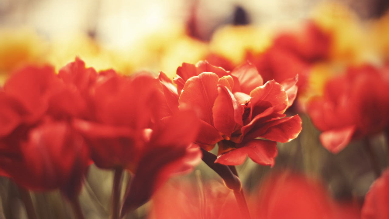Red Flower in Tilt Shift Lens. Wallpaper in 1280x720 Resolution