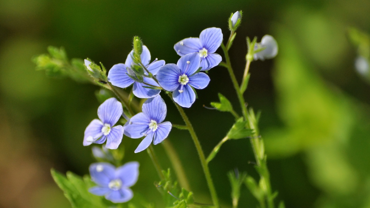Lila Blume in Tilt-Shift-Linse. Wallpaper in 1280x720 Resolution
