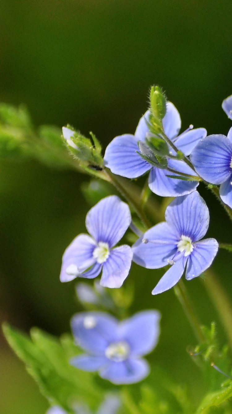 Purple Flower in Tilt Shift Lens. Wallpaper in 750x1334 Resolution