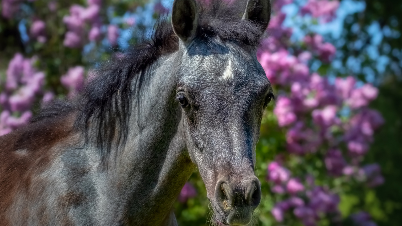 Horse, Plant, Fawn, Grass, Flower. Wallpaper in 1280x720 Resolution