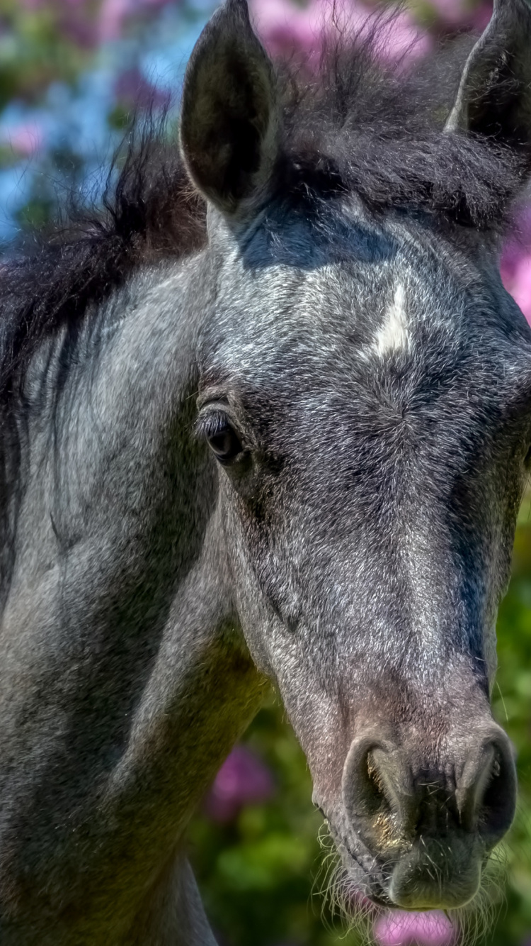 Horse, Plant, Fawn, Grass, Flower. Wallpaper in 750x1334 Resolution