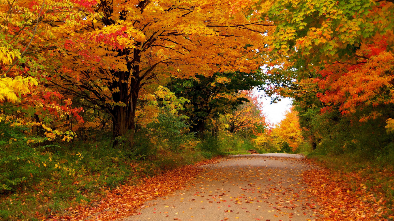 Tagsüber Braune Und Grüne Bäume Neben Der Straße. Wallpaper in 1366x768 Resolution