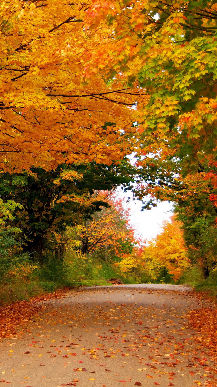 Tagsüber Braune Und Grüne Bäume Neben Der Straße. Wallpaper in 750x1334 Resolution