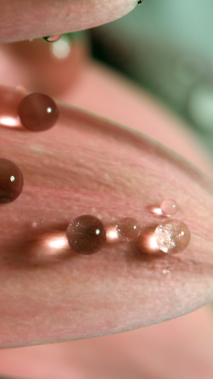 Gotas de Agua en Flor Rosa. Wallpaper in 720x1280 Resolution