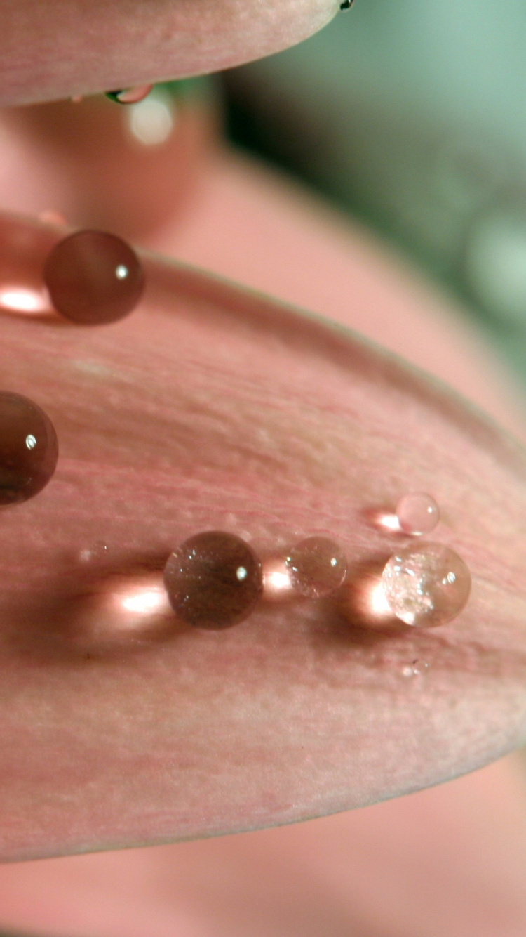 Gotas de Agua en Flor Rosa. Wallpaper in 750x1334 Resolution