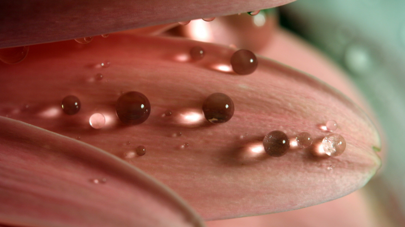 Gouttelettes D'eau Sur Fleur Rose. Wallpaper in 1366x768 Resolution