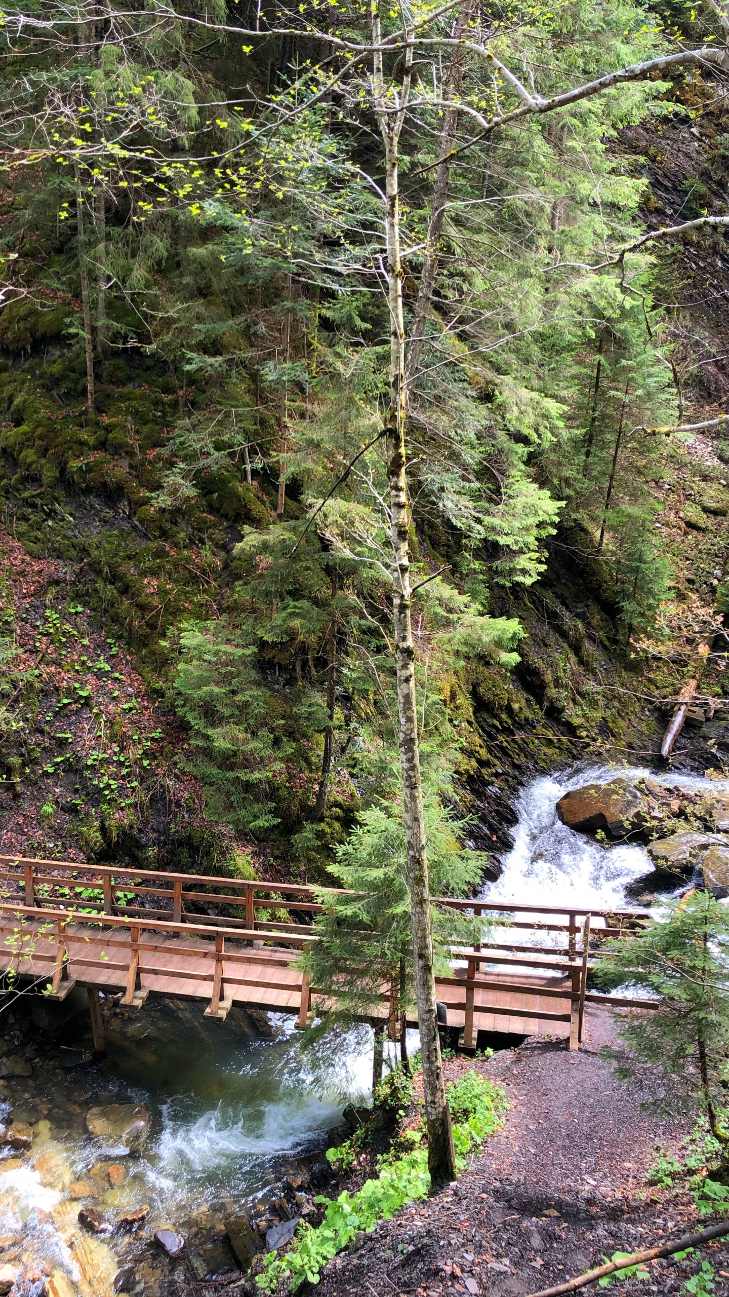 Natur, Natürlichen Umgebung, Naturlandschaft, Brücke, Blatt. Wallpaper in 1440x2560 Resolution