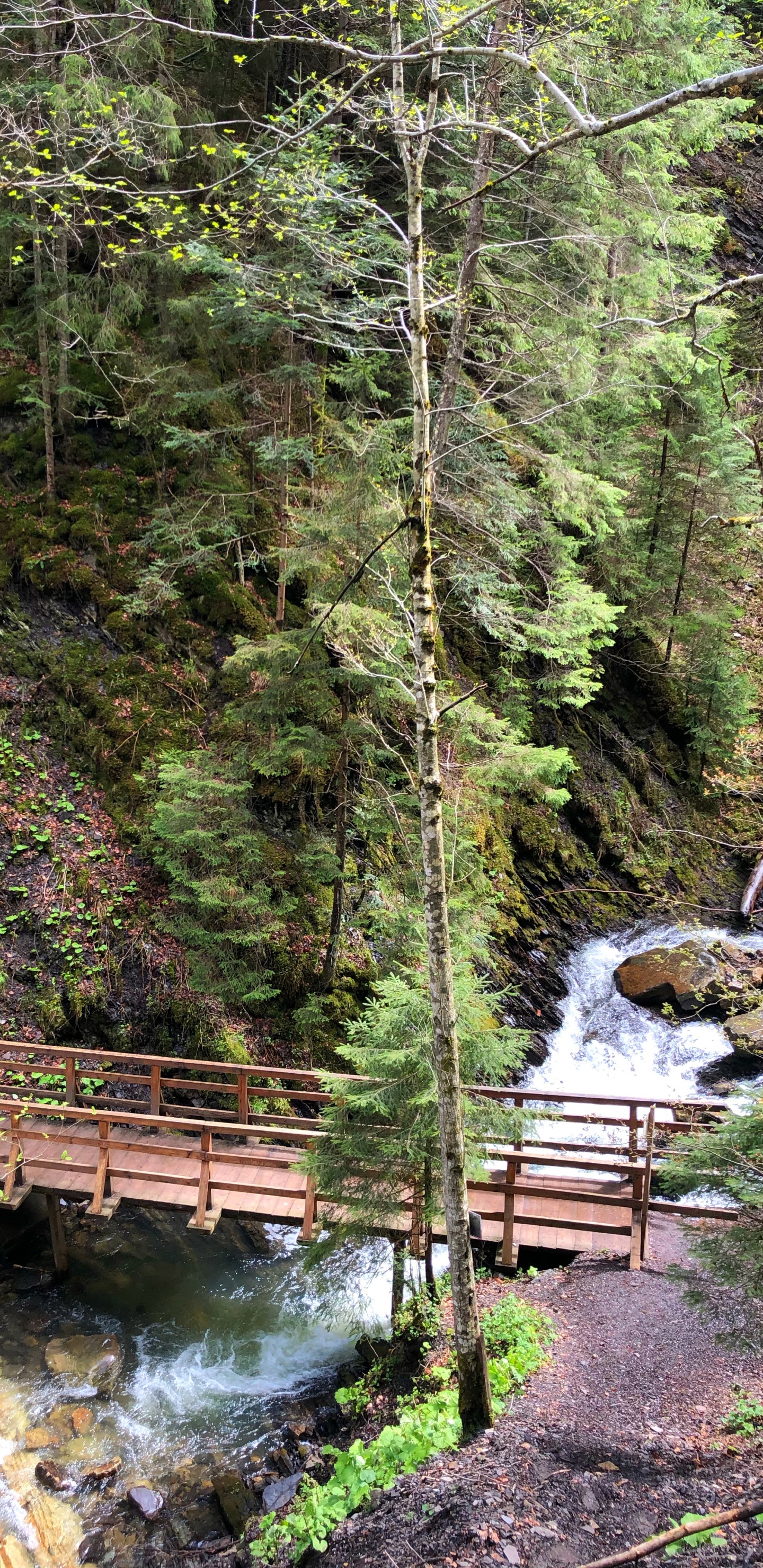 Nature, Environnement Naturel, Paysage Naturel, Pont, Feuille. Wallpaper in 1440x2960 Resolution