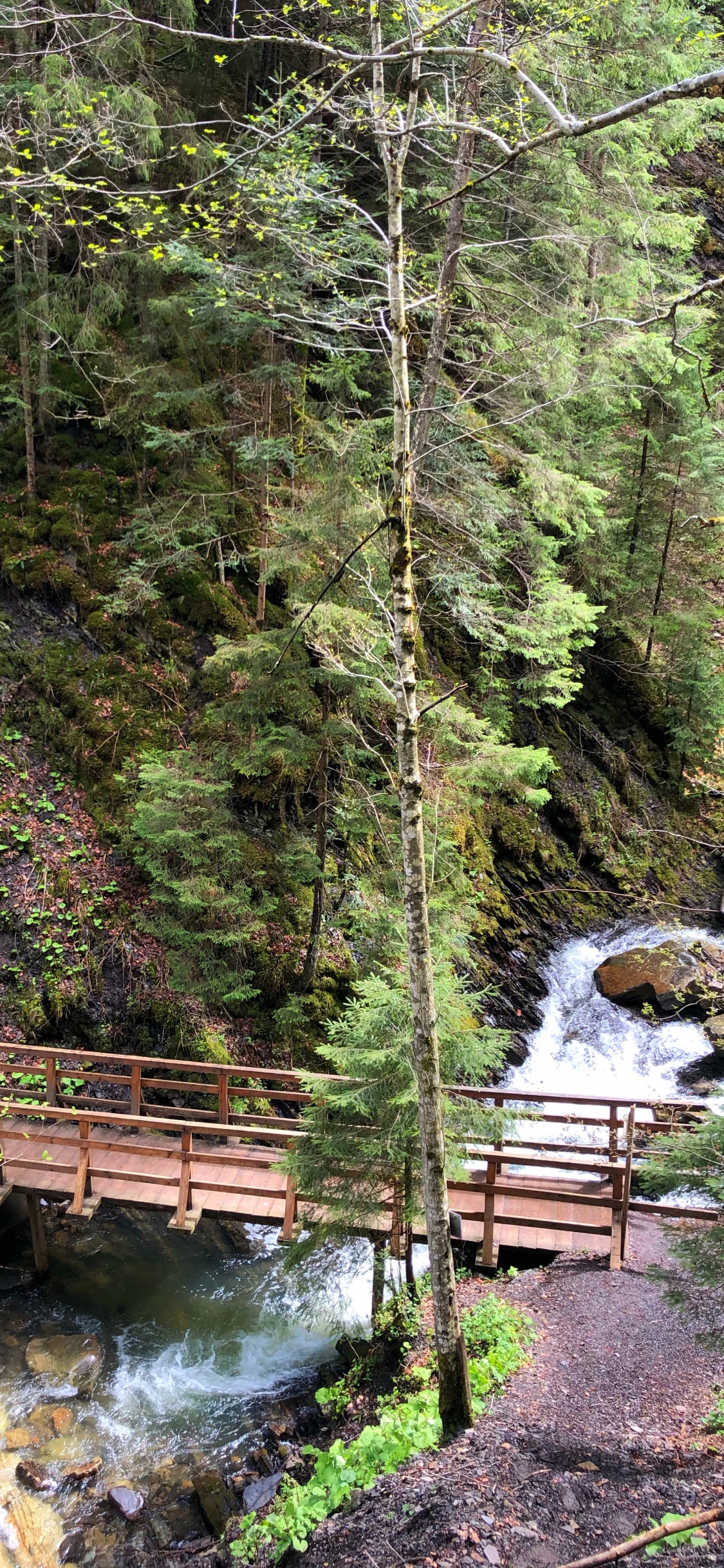 Nature, Natural Environment, Natural Landscape, Bridge, Leaf. Wallpaper in 1125x2436 Resolution