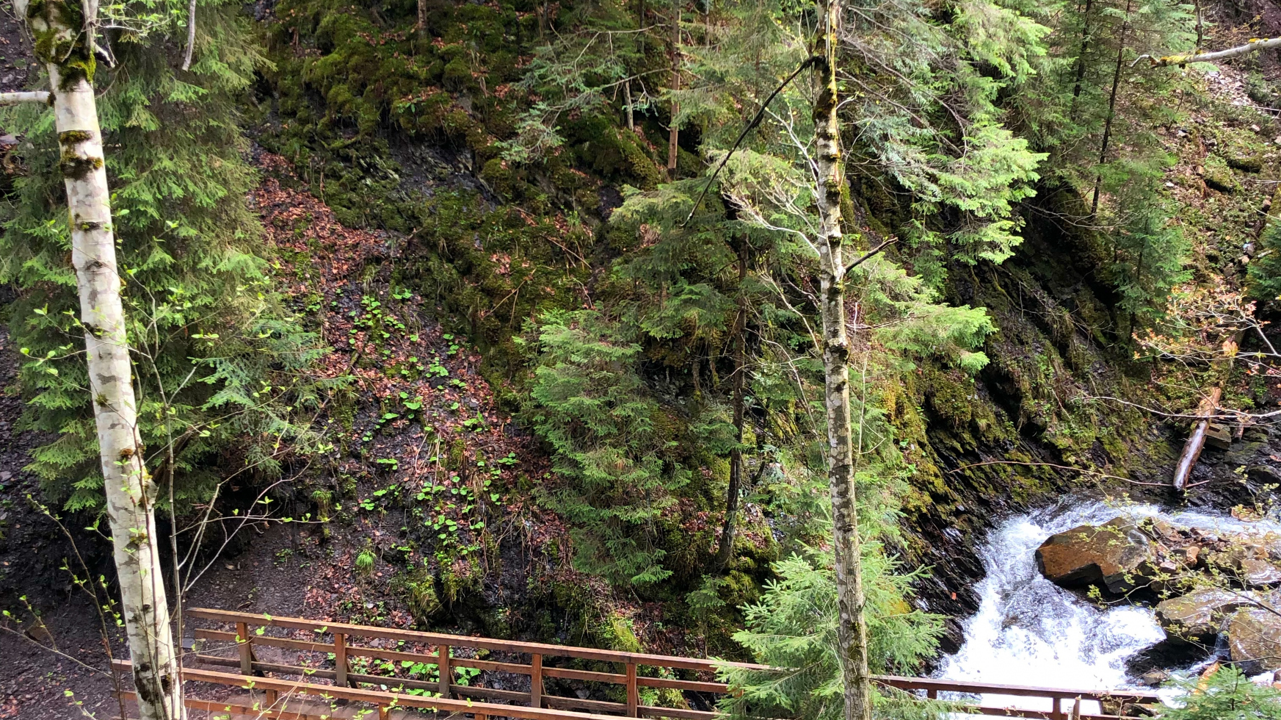 Nature, Natural Environment, Natural Landscape, Bridge, Leaf. Wallpaper in 2560x1440 Resolution