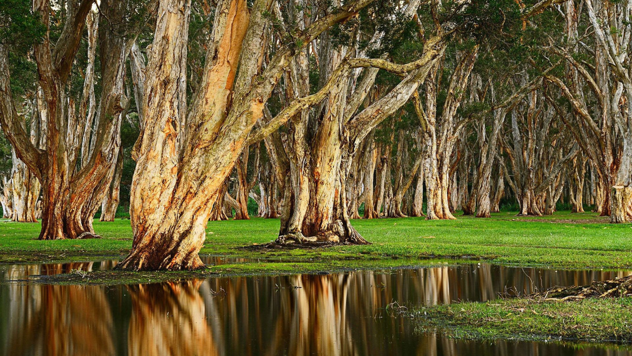 Arbres Bruns Près de la Rivière Pendant la Journée. Wallpaper in 1280x720 Resolution
