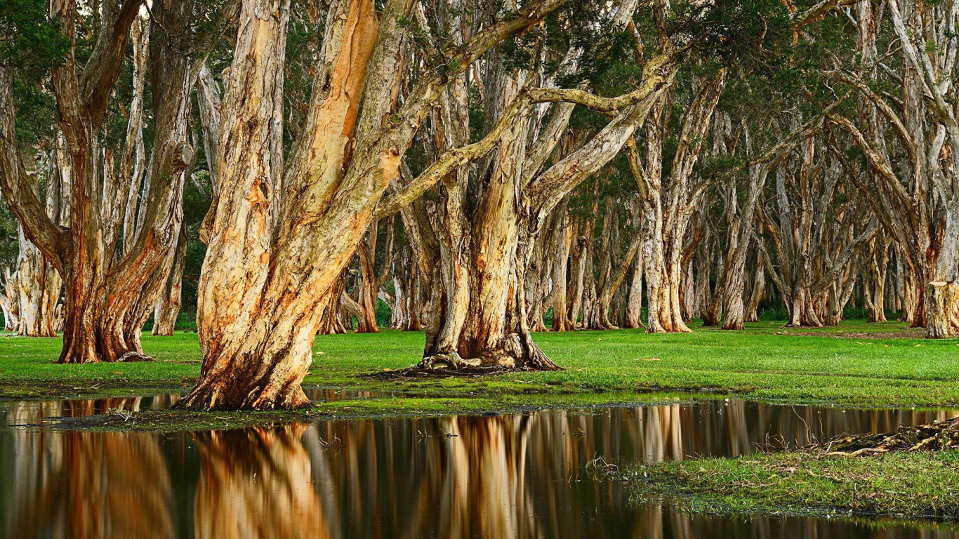 Arbres Bruns Près de la Rivière Pendant la Journée. Wallpaper in 1366x768 Resolution