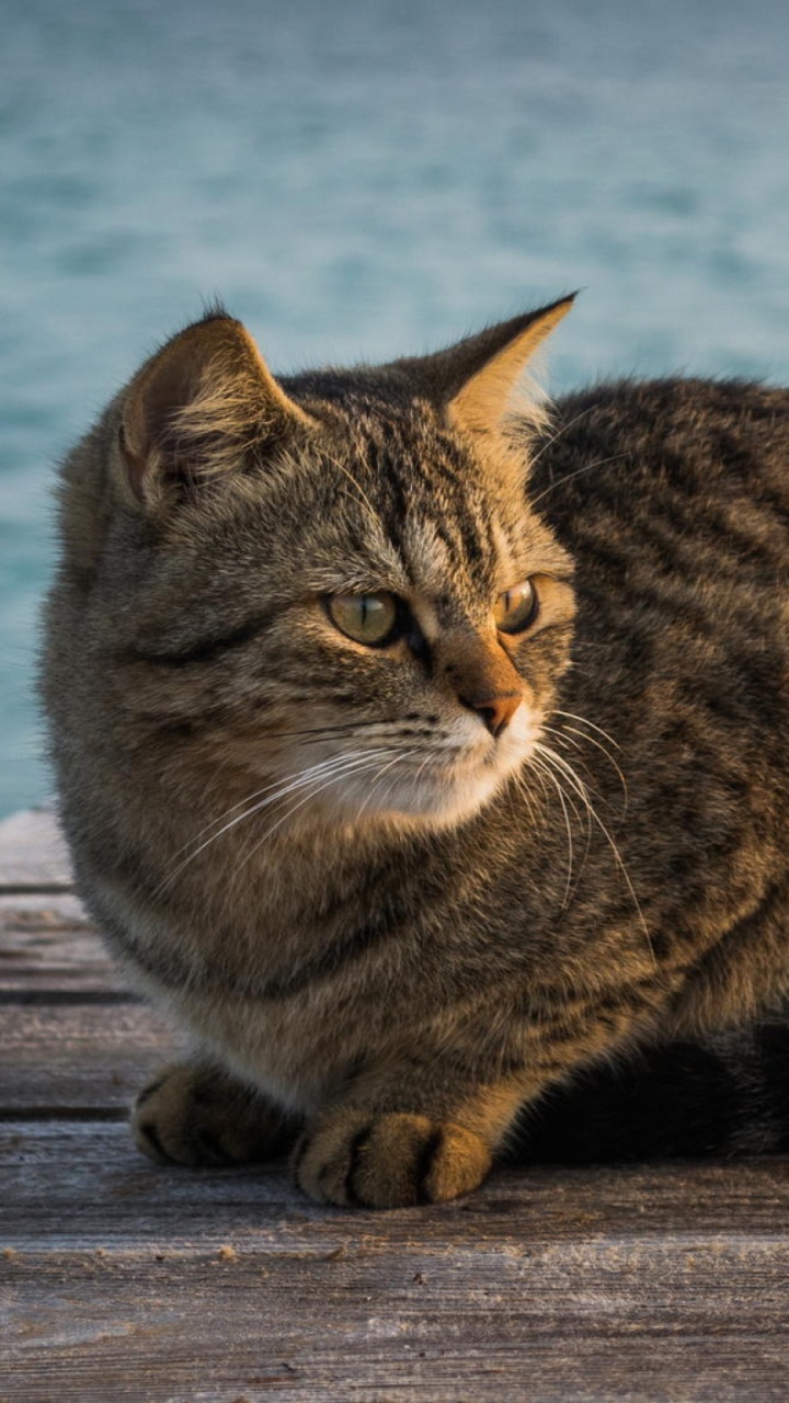 Brown Tabby Cat on Wooden Dock. Wallpaper in 720x1280 Resolution