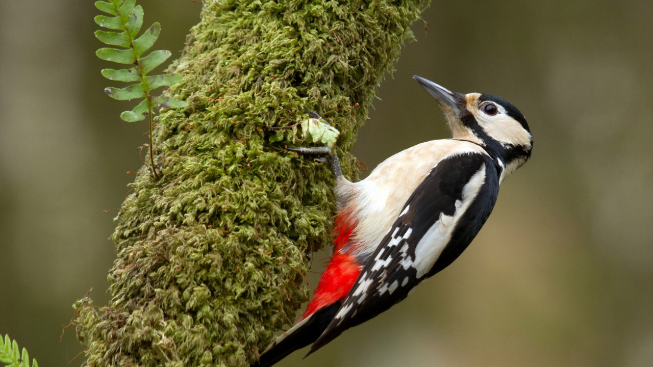 Oiseau Noir et Rouge Blanc Sur Une Branche D'arbre. Wallpaper in 1280x720 Resolution