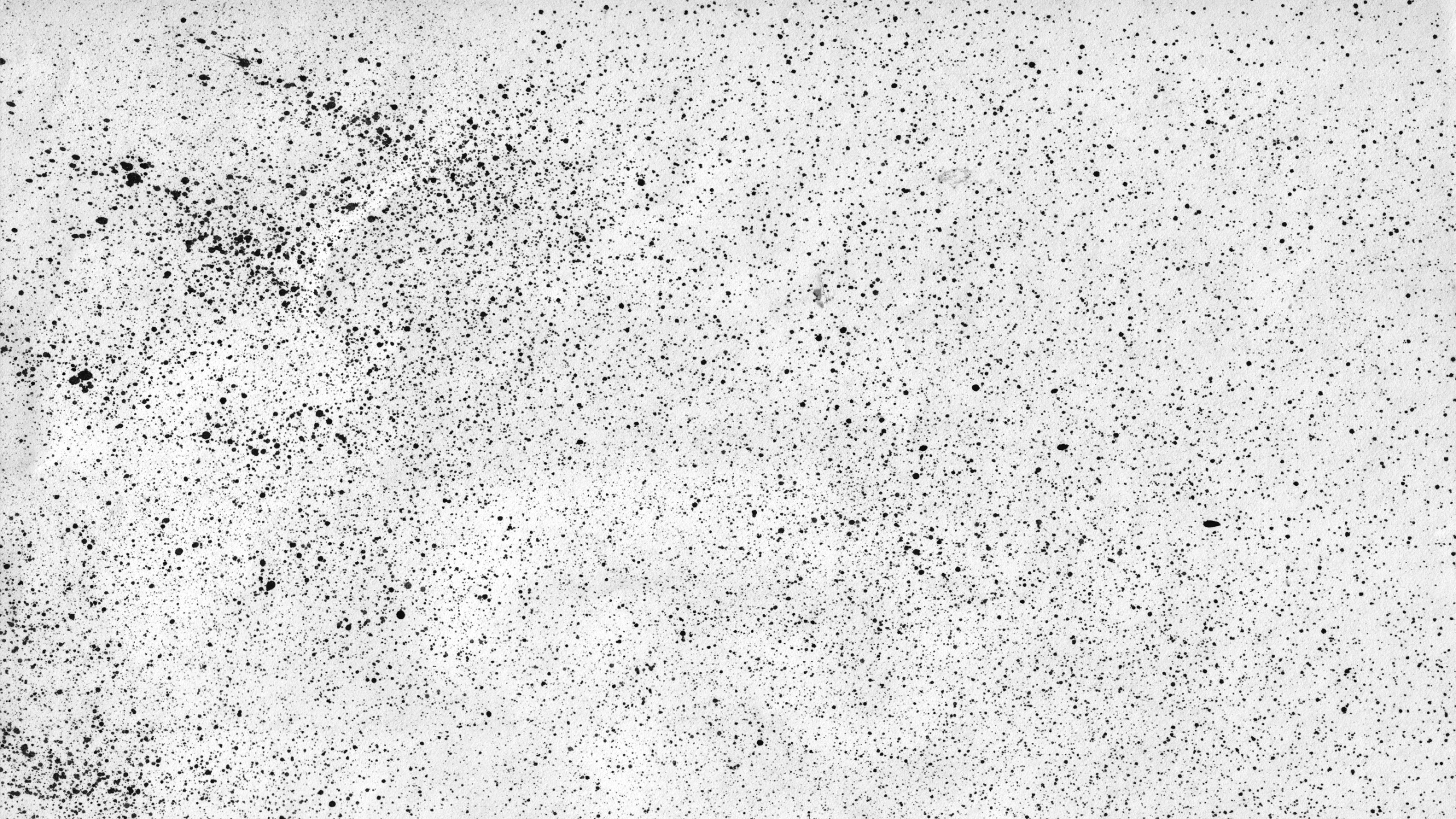 Abstrakte Schwarz-Weiß-Malerei. Wallpaper in 2560x1440 Resolution