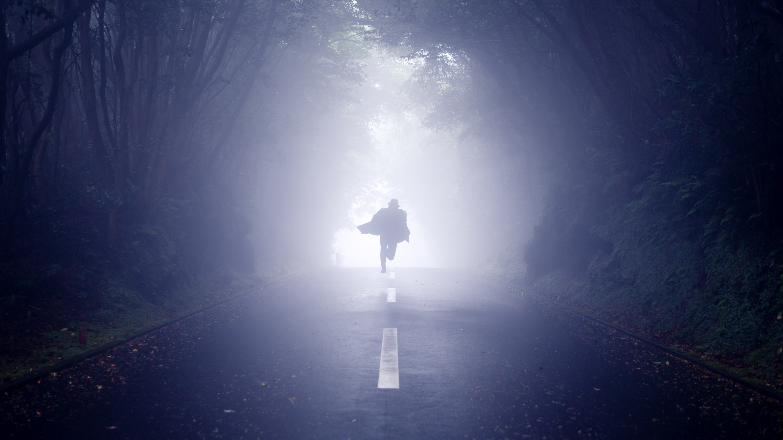 Person in Schwarzer Jacke, Die Mitten im Wald Steht. Wallpaper in 2560x1440 Resolution