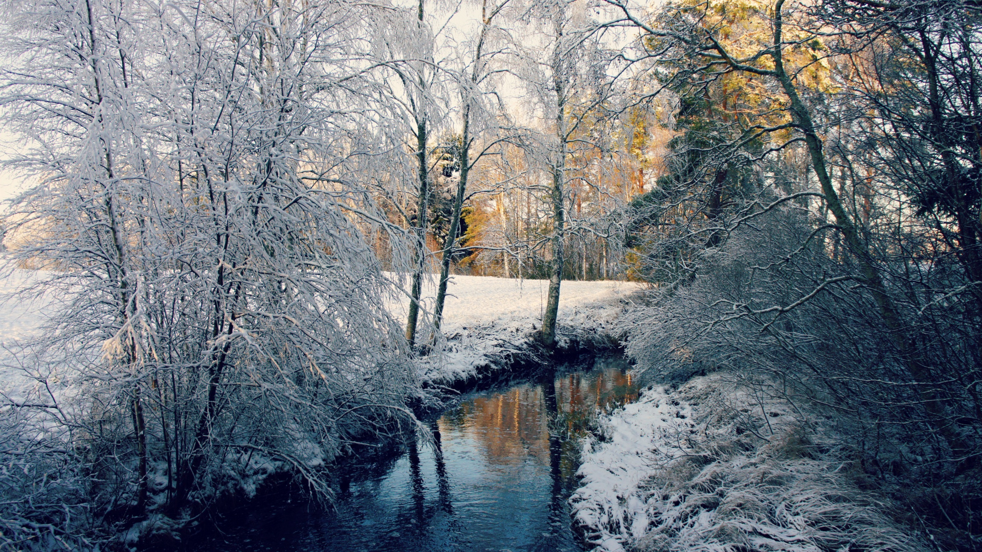 Brown Trees Beside River During Daytime. Wallpaper in 1920x1080 Resolution