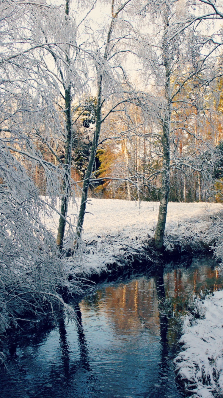 Brown Trees Beside River During Daytime. Wallpaper in 750x1334 Resolution