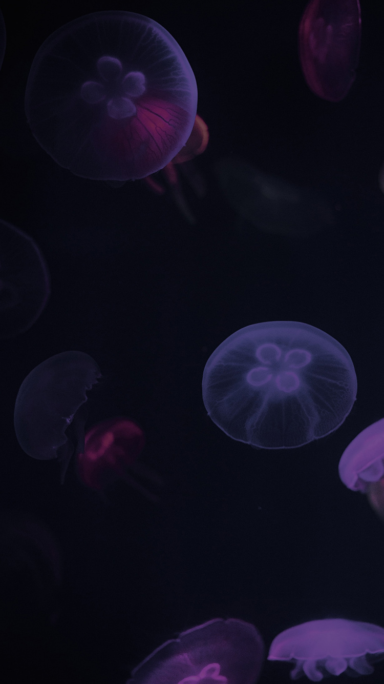 Qualle, Biolumineszenz, Purpur, Wirbellose, Schwarz. Wallpaper in 750x1334 Resolution